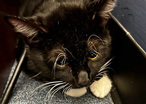 Police investigating abandoned cat case